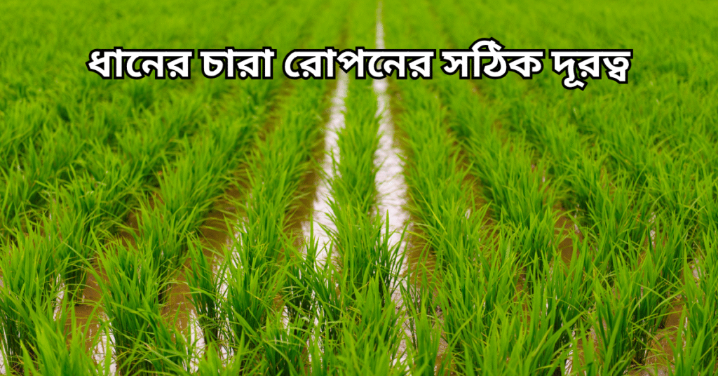 ধানের চারা রোপনের সঠিক দূরত্ব