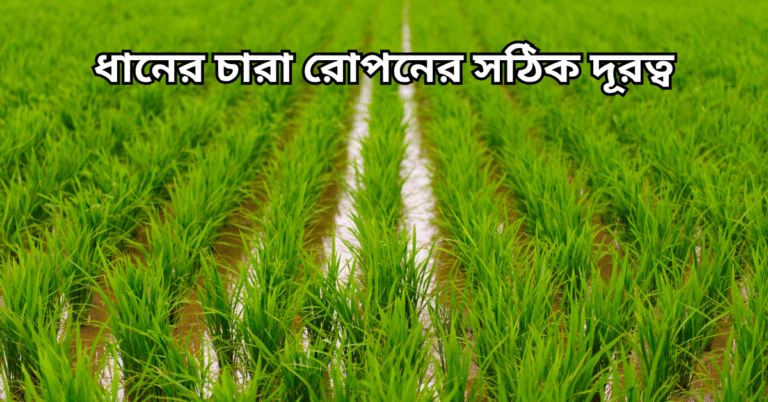 ধানের চারা রোপনের সঠিক দূরত্ব