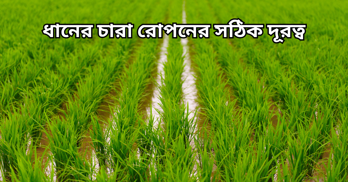 ধানের চারা রোপনের সঠিক দূরত্ব
