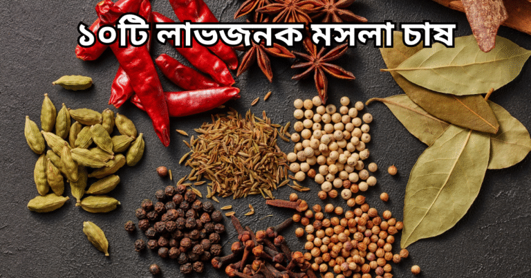 ১০টি লাভজনক মসলা চাষ