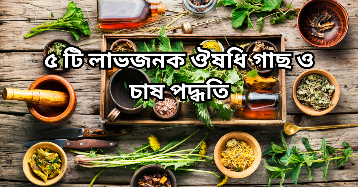 ৫ টি লাভজনক ঔষধি গাছ ও চাষ পদ্ধতি
