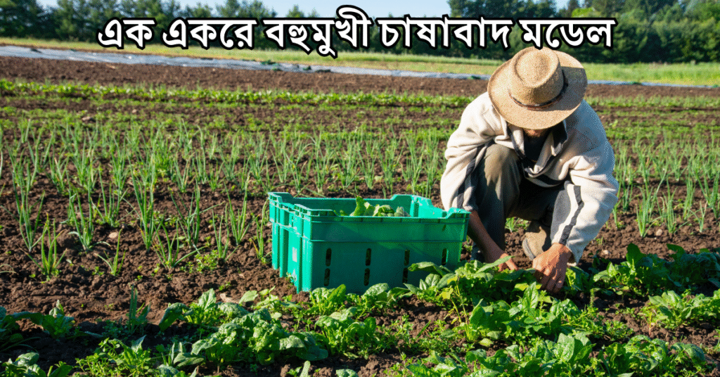 এক একরে বহুমুখী চাষাবাদ মডেল