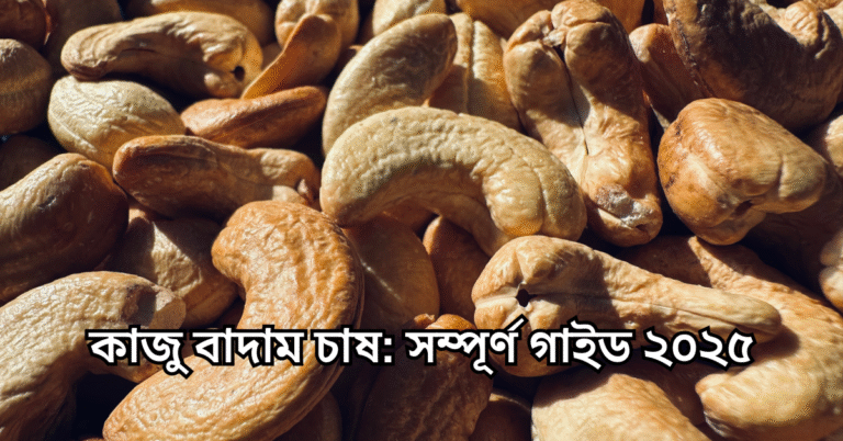 কাজু বাদাম চাষ: সম্পূর্ণ গাইড ২০২৫