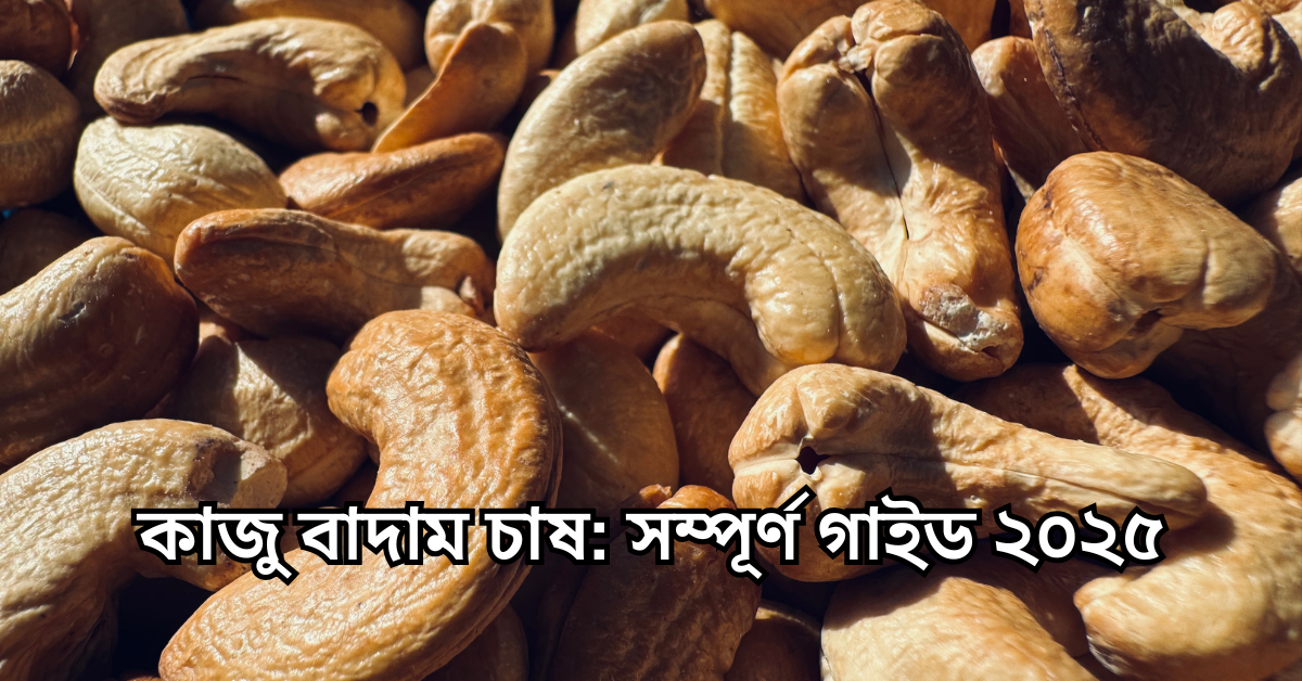কাজু বাদাম চাষ: সম্পূর্ণ গাইড ২০২৫