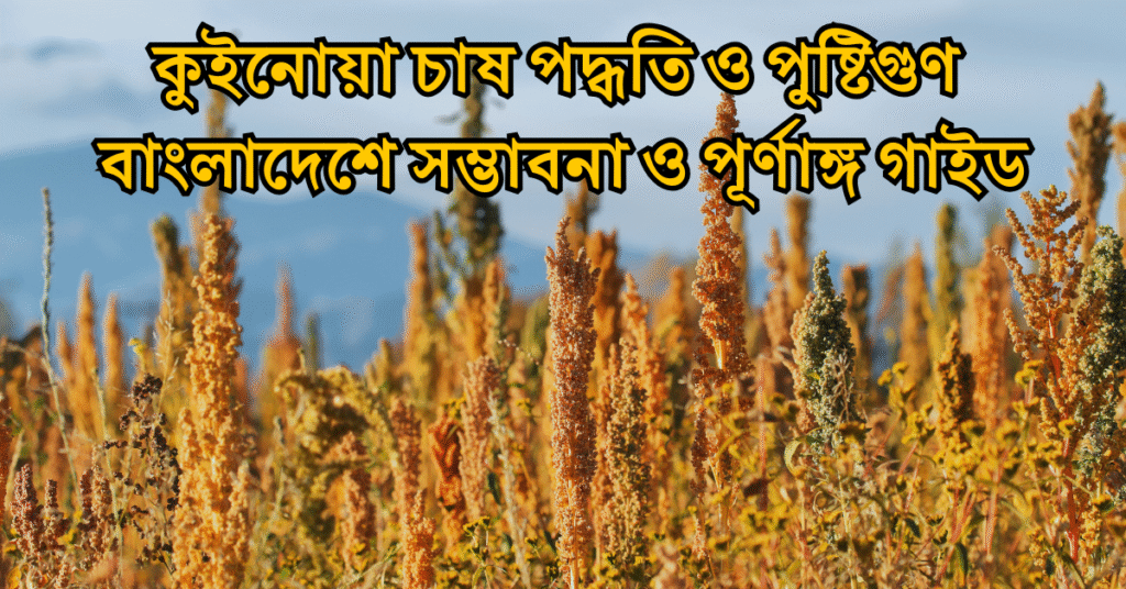 কুইনোয়া চাষ পদ্ধতি ও পুষ্টিগুণ বাংলাদেশে সম্ভাবনা ও পূর্ণাঙ্গ গাইড