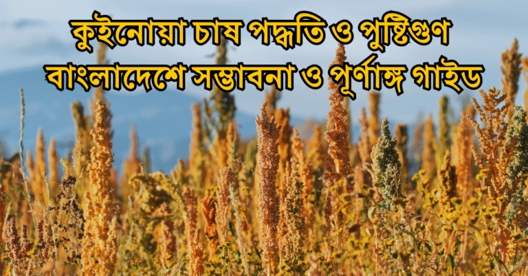কুইনোয়া চাষ পদ্ধতি ও পুষ্টিগুণ বাংলাদেশে সম্ভাবনা ও পূর্ণাঙ্গ গাইড