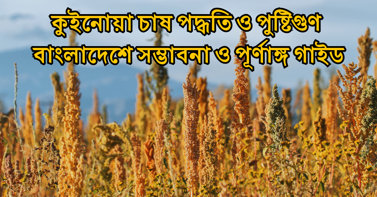 কুইনোয়া চাষ পদ্ধতি ও পুষ্টিগুণ বাংলাদেশে সম্ভাবনা ও পূর্ণাঙ্গ গাইড