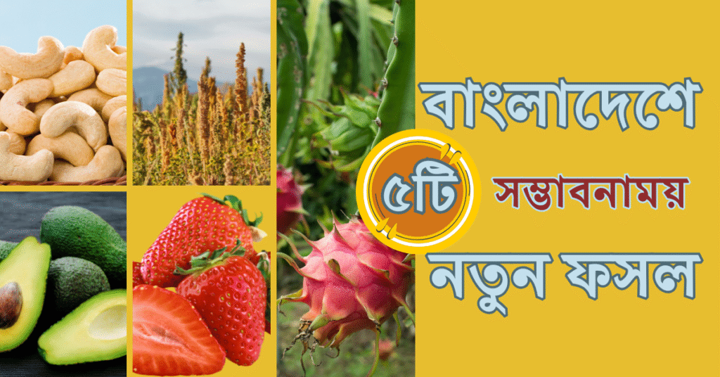 বাংলাদেশে সম্ভাবনাময় ৫টি নতুন ফসল