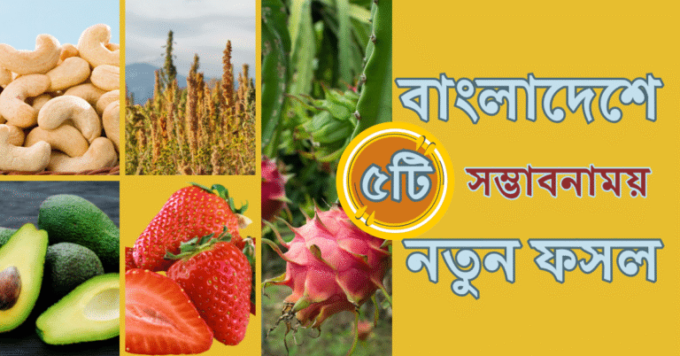 বাংলাদেশে সম্ভাবনাময় ৫টি নতুন ফসল
