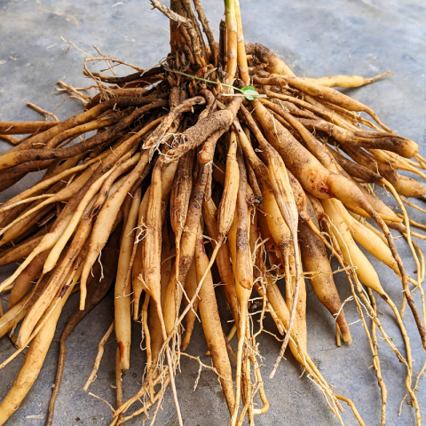 শতমূলী গুড়া (Shotomuli)